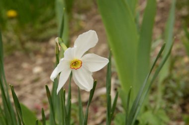 Narcissus (Narcissus), Amarillis familyasından bir bitki cinsidir..