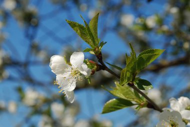 Bahar çiçekleri. Pricot, kayısı, sırık, daha fazla. Çiçek, çiçek.