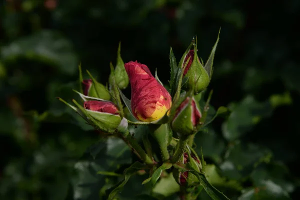 Rose Rosa Est Genre Une Forme Culturelle Plantes Famille Des — Photo