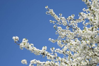 Bahar çiçekleri. Pricot, kayısı, sırık, daha fazla. Çiçek, çiçek.