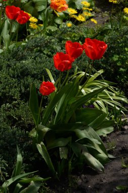 Bahçe lalesi (Tulipa gesneriana)