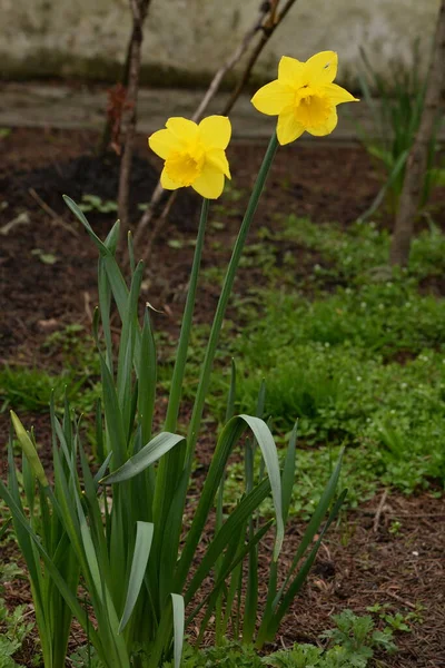 Narcissus Narcissus Amaryllis 일종이다 — 스톡 사진