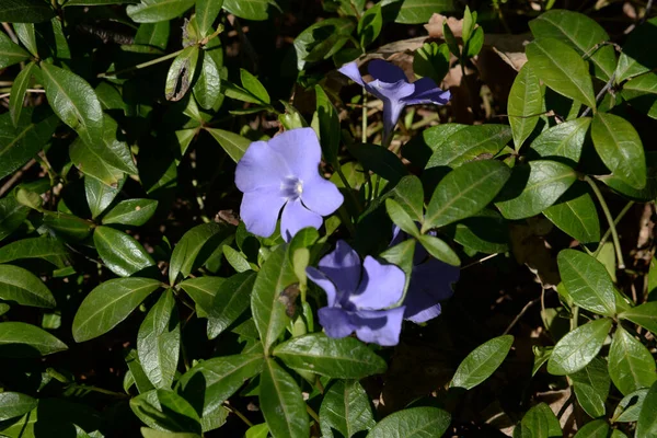 Vinca Vinca Periwinkle Családba Tartozó Virágos Növények Apocynaceae Nemzetsége — Stock Fotó