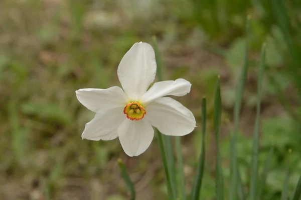 Narcissus Género Plantas Monocotiledóneas Perteneciente Familia Amaryllis —  Fotos de Stock
