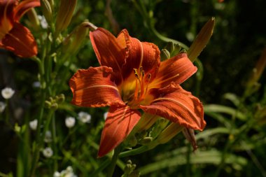Lily (Lilium, Ukraynalı halk ismi Lily)