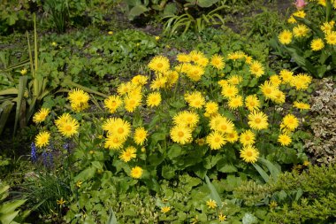 Doronicum, Asteraceae familyasından bir bitki cinsidir..