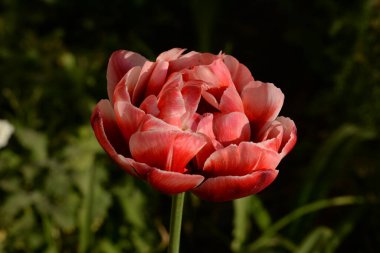 Bahçe lalesi (Tulipa gesneriana)