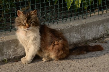 Kedi kedisi (Latince Felis Silvestris catus), kedigiller (Felis) familyasından bir kedi türü.)