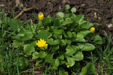 Bahar çiçeği, ya da bahar çiçeği (lat. Ficria vrna)