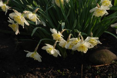 Narcissus (Narcissus), Amarillis familyasından bir bitki cinsidir.