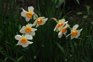 Narcissus (Narcissus), Amarillis familyasından bir bitki cinsidir.