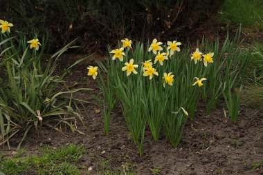 Narcissus (Narcissus), Amarillis familyasından bir bitki cinsidir.