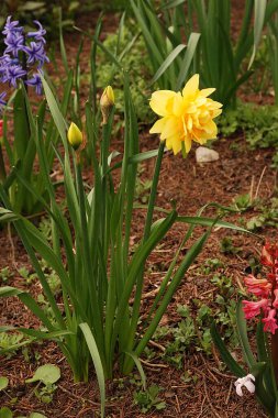 Narcissus (Narcissus), Amarillis familyasından bir bitki cinsidir.