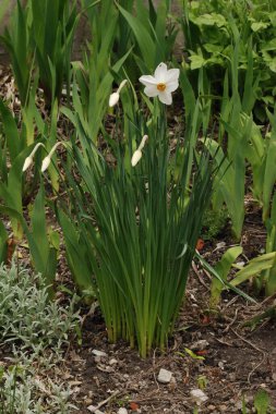 Narcissus (Narcissus), Amarillis familyasından bir bitki cinsidir.