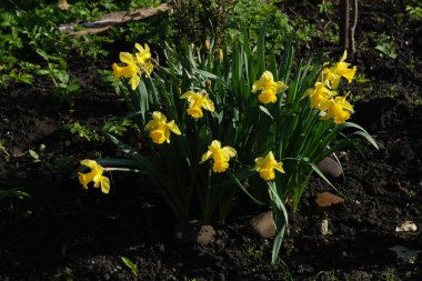 Narcissus (Narcissus), Amarillis familyasından bir bitki cinsidir.