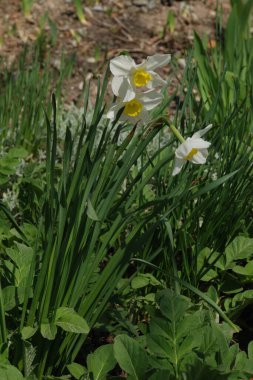 Narcissus (Narcissus), Amarillis familyasından bir bitki cinsidir.