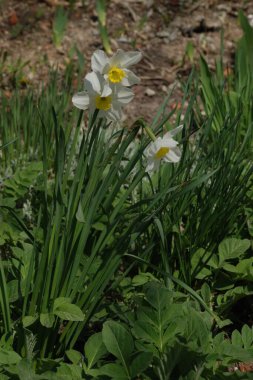 Narcissus (Narcissus), Amarillis familyasından bir bitki cinsidir.