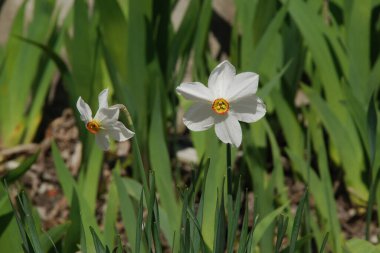 Narcissus (Narcissus), Amarillis familyasından bir bitki cinsidir.
