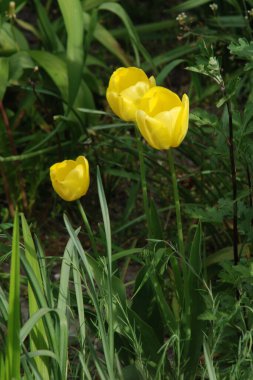 Bahçe lalesi (Tulipa gesneriana)