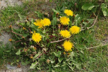 Dandelion (Tarxacum) - Paskalya ailesinin (Latince Asteraceae) daimi bitki cinsi.)