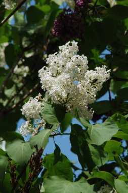 Sıradan yaban domuzu (Şırınga bayağılığı))