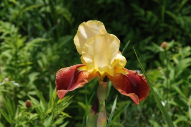 Horozlar veya irisler (Latin Iris)     