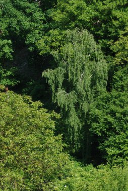 Eski sonbahar ormanı, genel manzara