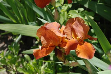 Horozlar veya irisler (Latin Iris)     