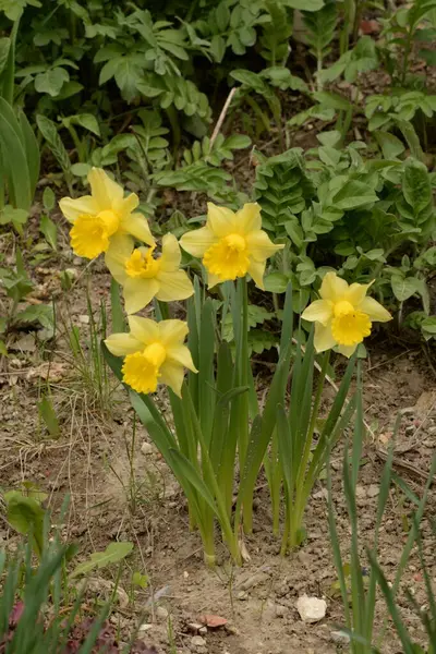 Narcissus Narcissus Ett Släkte Monokotypiska Växter Från Amaryllis Familjen — Stockfoto