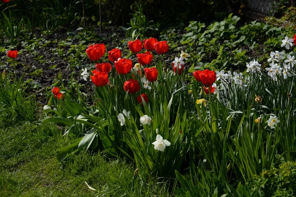 stock image Narcissus (Narcissus) and garden tulip (Tulipa gesneriana)