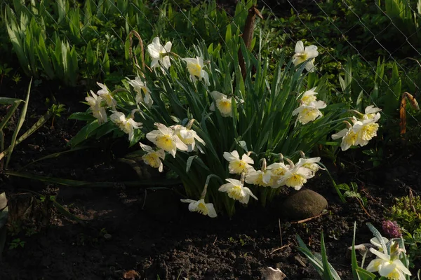 Narzisse Narcissus Ist Eine Pflanzengattung Aus Der Familie Der Amaryllis — Stockfoto
