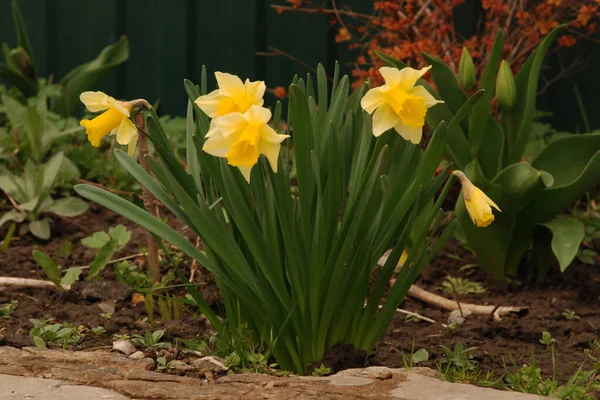 Narciso Narcissus Genere Piante Monocotiledoni Della Famiglia Degli Amarilli — Foto Stock