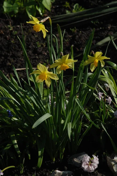 Narcissus Narcissus Ett Släkte Monokotypiska Växter Från Amaryllis Familjen — Stockfoto