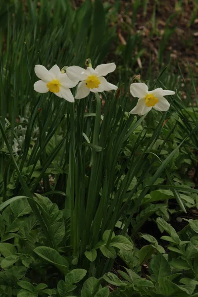 Narcissus Género Botânico Pertencente Família Amaryllis — Fotografia de Stock