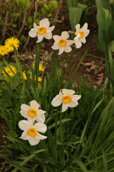 Narcisse Narcisse Est Genre Plantes Monocotylédones Famille Des Amaryllis — Photo