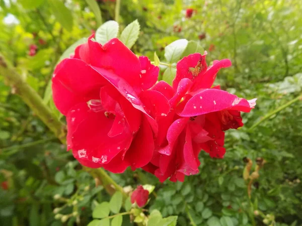 Rose Rosa Рід Культурна Форма Рослин Родини Троянд — стокове фото