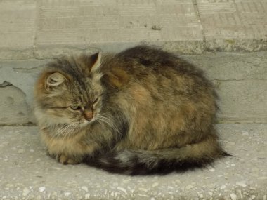 Kedi kedisi (Latince Felis Silvestris catus), kedigiller (Felis) familyasından bir kedi türü.)