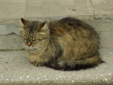 Kedi kedisi (Latince Felis Silvestris catus), kedigiller (Felis) familyasından bir kedi türü.)