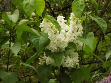 Sıradan yaban domuzu (Şırınga bayağılığı))