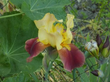 Horozlar veya irisler (Latin Iris)           