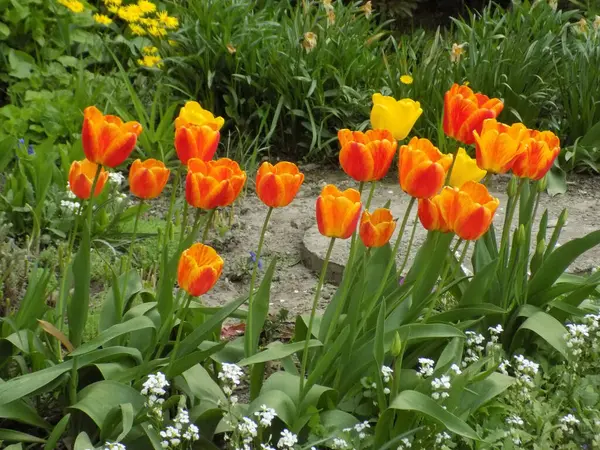 stock image Garden tulip (Tulipa gesneriana)