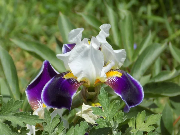 Roosters Irises Latin Iris — Zdjęcie stockowe