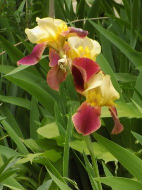 Horozlar veya irisler (Latin Iris)           
