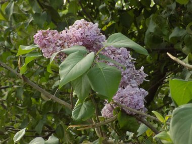  Sıradan yaban domuzu (Şırınga bayağılığı))         