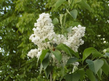  Sıradan yaban domuzu (Şırınga bayağılığı))         
