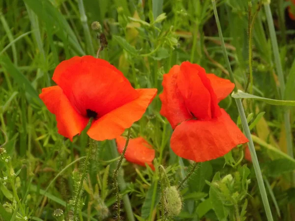 Wild Poppy Latin Papaver Rhoeas Field Poppy Poppy Self Seeding — Stock Photo, Image