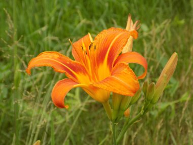Lily (Lilium, Ukraynalı halk ismi Lily)