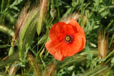 Yabani gelincik (Latin Papaver rhoeas; tarla gelinciği, haşhaş, kendi kendine tohumlanan gelincik)