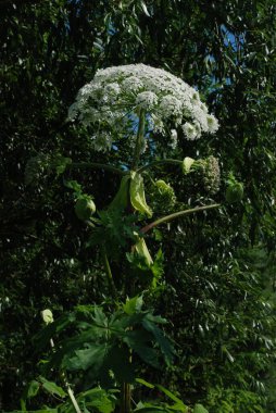 Borschivnik Sosnowski (Heracleum sosnowskyi Manden.)
