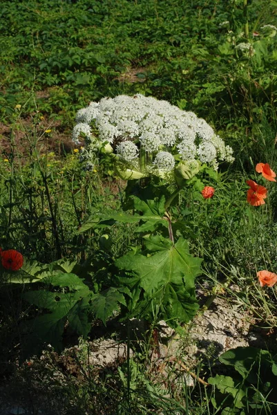 stock image Borschivnik Sosnowski (Heracleum sosnowskyi Manden.)